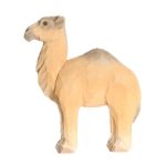 dromedary